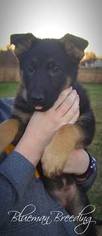 German Shepherd Dog Puppy for sale in PIERCE CITY, MO, USA