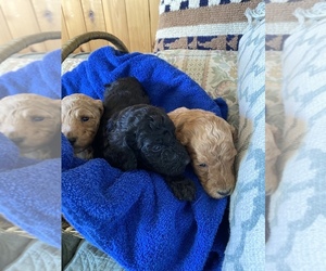 Poodle (Standard) Puppy for sale in HARRISBURG, MO, USA