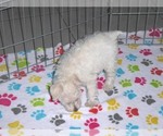 Small Photo #4 Schnoodle (Miniature) Puppy For Sale in ORO VALLEY, AZ, USA