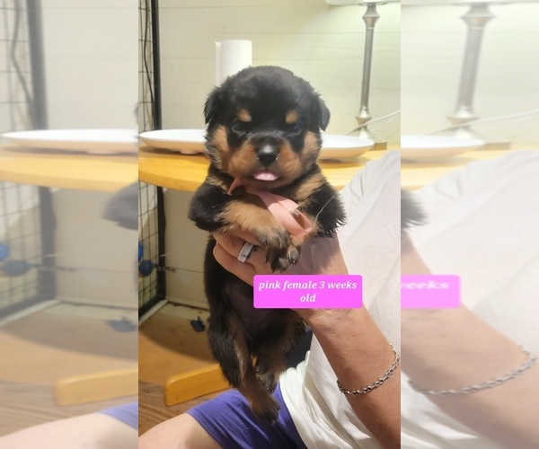 Medium Photo #1 Rottweiler Puppy For Sale in MC CALL CREEK, MS, USA