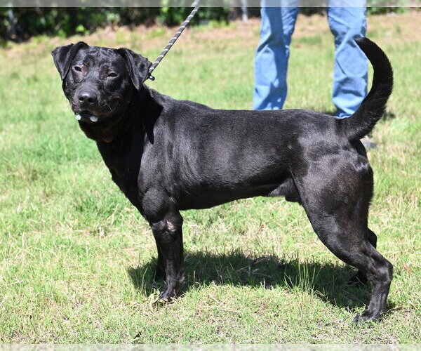 Medium Photo #1 Labrador Retriever-Unknown Mix Puppy For Sale in Glen Allen, VA, USA