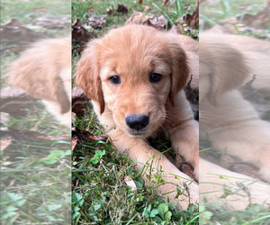 Golden Retriever Puppy for sale in LUTHERVILLE TIMONIUM, MD, USA