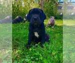 Puppy Char Cane Corso