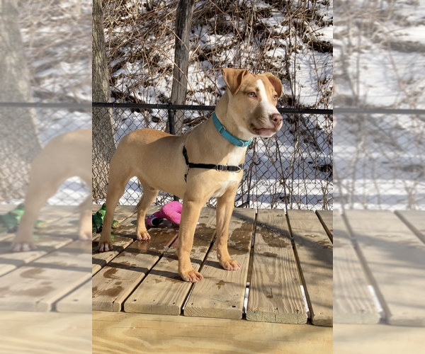 Medium Photo #9 Mutt Puppy For Sale in Elmsford, NY, USA