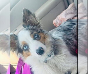 Australian Shepherd Dogs for adoption in Claremore, OK, USA