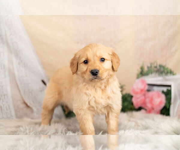 Medium Photo #2 Golden Retriever Puppy For Sale in WARSAW, IN, USA