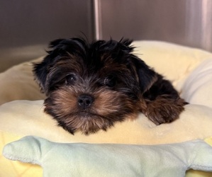 Yorkshire Terrier Puppy for sale in VALRICO, FL, USA
