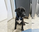 Small #4 Labrador Retriever Mix