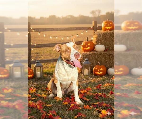 Medium Photo #2 American Pit Bull Terrier Puppy For Sale in HESPERIA, CA, USA