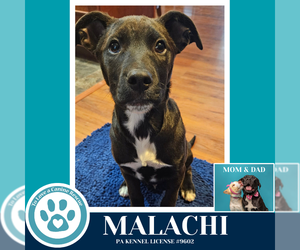 Malachi (Anabelle-Solomon Pup) 020726 - Male Borador Dog for Adoption - Photo #2