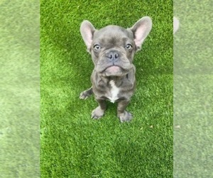 French Bulldog Puppy for sale in ORLANDO, FL, USA