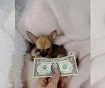 Small Chihuahua