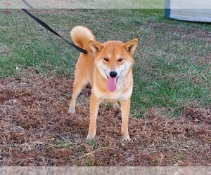Mother of the Shiba Inu puppies born on 12/19/2020