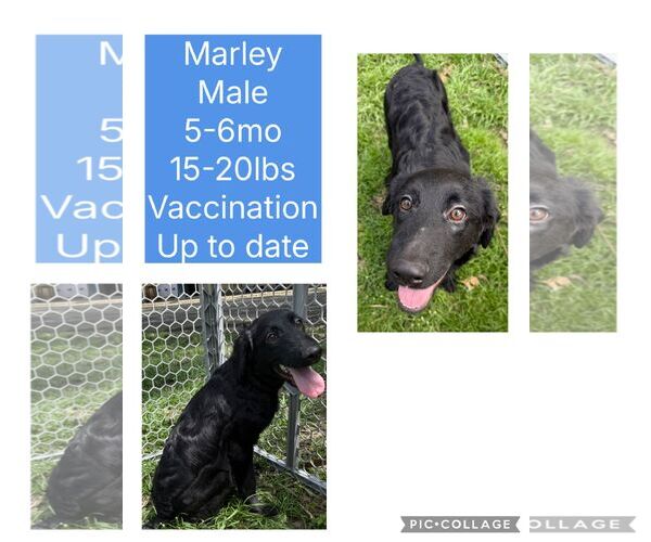 Medium Photo #4 Mutt Puppy For Sale in Virginia Beach, VA, USA