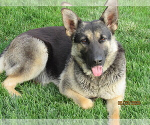 Mother of the German Shepherd Dog puppies born on 06/11/2020
