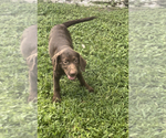 Small Photo #15 Labrador Retriever Puppy For Sale in SARASOTA, FL, USA