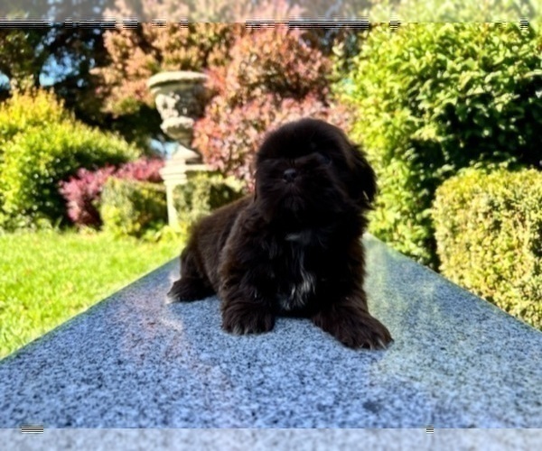 Medium Photo #17 Shih Tzu Puppy For Sale in HAYWARD, CA, USA