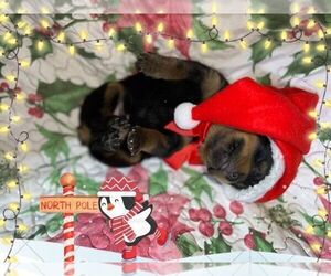 Rottweiler Puppy for sale in DRAPER, VA, USA
