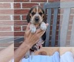 Small #15 Beagle