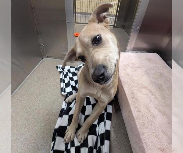 Medium Photo #1 Mutt Puppy For Sale in Denver, CO, USA