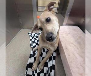 Mutt Dogs for adoption in Denver, CO, USA