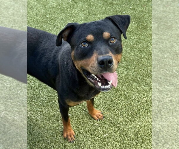 Medium Photo #3 Rottweiler-Unknown Mix Puppy For Sale in Hillsboro, NH, USA