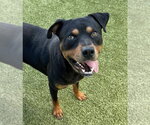 Small #2 Rottweiler Mix