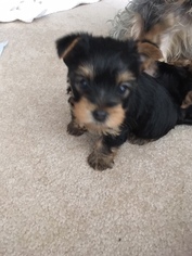 Yorkshire Terrier Puppy for sale in BROWNTON, MN, USA