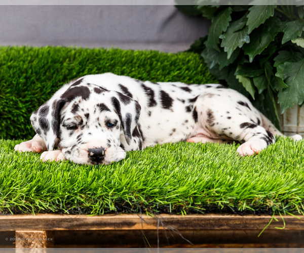 Medium Photo #39 Great Dane Puppy For Sale in WAKARUSA, IN, USA