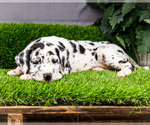 Small #2 Great Dane