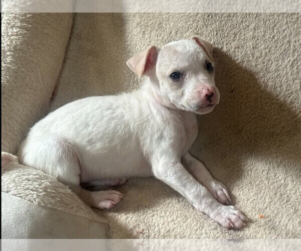 Medium Photo #2 Jack Russell Terrier-Unknown Mix Puppy For Sale in Aurora, IN, USA