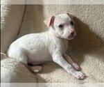 Small #1 Jack Russell Terrier Mix