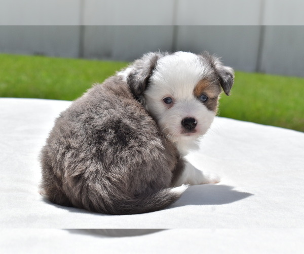 Medium Photo #4 Miniature Australian Shepherd Puppy For Sale in PALM COAST, FL, USA