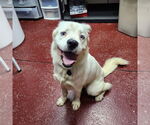 Small #9 Great Pyrenees Mix