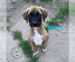 Small #1 Mutt