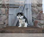 Small Photo #1 Pomsky Puppy For Sale in WOOSTER, OH, USA
