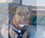 Small Photo #20 American Staffordshire Terrier-Unknown Mix Puppy For Sale in Spotsylvania, VA, USA