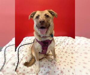 Collie-German Shepherd Dog Mix Dogs for adoption in Boston, MA, USA