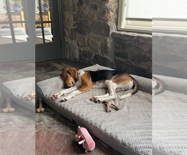 Medium Photo #11 Treeing Walker Coonhound Puppy For Sale in Brewster, NY, USA