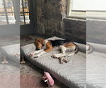 Small Photo #11 Treeing Walker Coonhound Puppy For Sale in Brewster, NY, USA