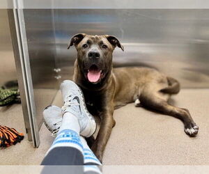 Lab Pei Dogs for adoption in Denver, CO, USA