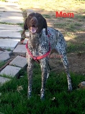Mother of the German Shorthaired Pointer puppies born on 12/22/2018