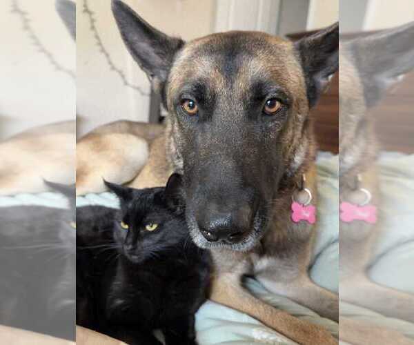 Medium Photo #3 Mutt Puppy For Sale in Imlay City, MI, USA