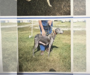 Mother of the Greyhound puppies born on 06/06/2025