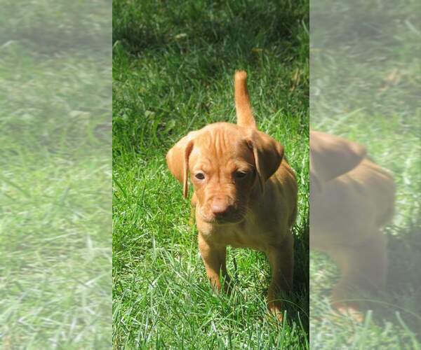 Medium Photo #8 Vizsla Puppy For Sale in NEW YORK MILLS, MN, USA