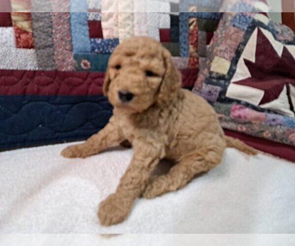 Medium Photo #6 Goldendoodle Puppy For Sale in PELHAM, NH, USA