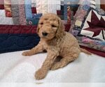 Small Photo #6 Goldendoodle Puppy For Sale in PELHAM, NH, USA
