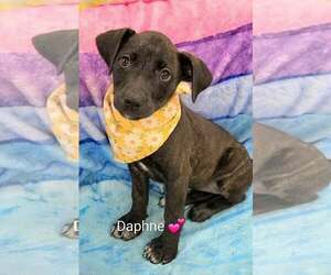 Golden Labrador Dogs for adoption in SHERBURNE, NY, USA