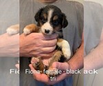 Small #10 Australian Shepherd