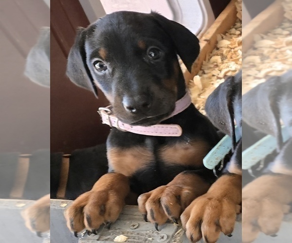 Medium Photo #45 Doberman Pinscher Puppy For Sale in BEGGS, OK, USA
